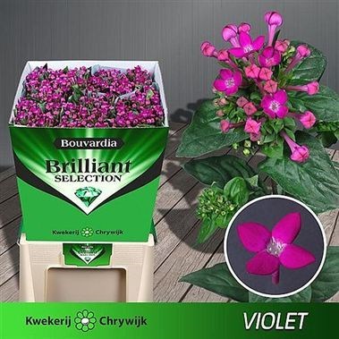Bouvardia Sgl. Royal Violet