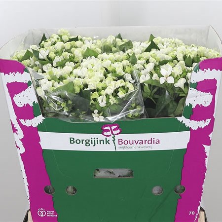 Bouvardia Sgl. Royal White Verde