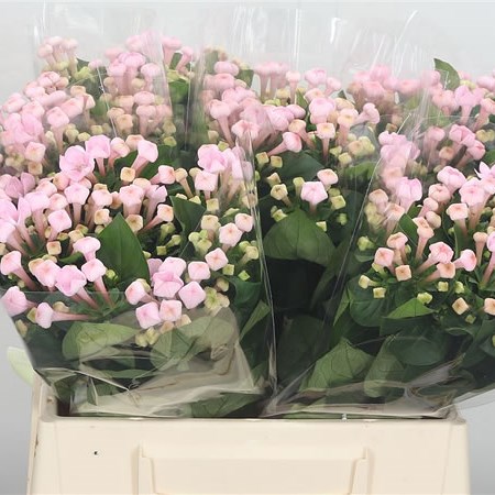 Bouvardia Sgl. Sweet Roza