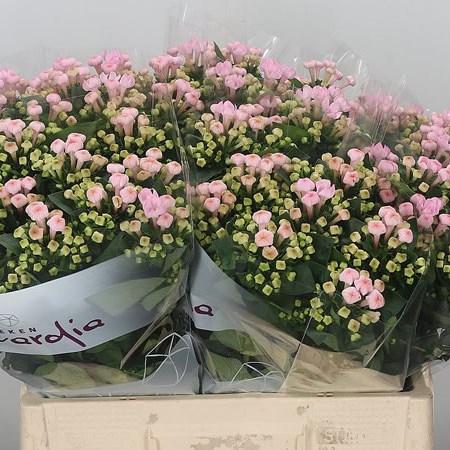 Bouvardia Sgl. Sweet Roza