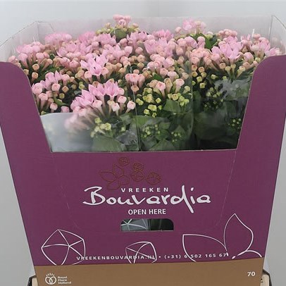 Bouvardia Sgl. Sweet Roza