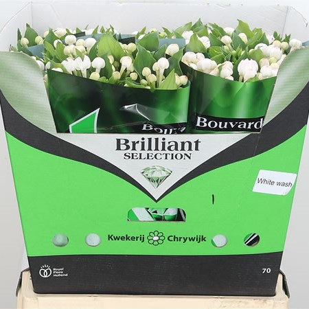 Bouvardia Sgl. White Wash