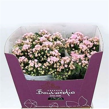 Bouvardia Sgl. Sweet Roza