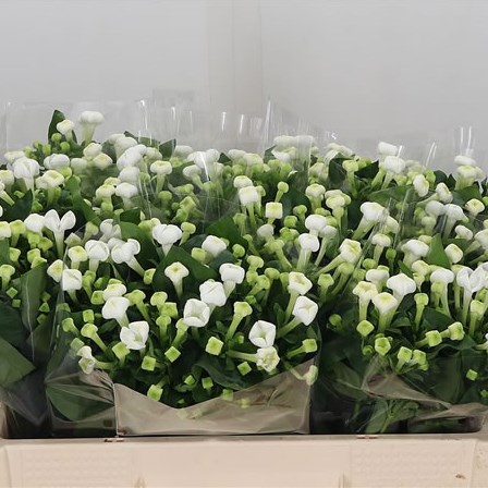 Bouvardia White Sensation