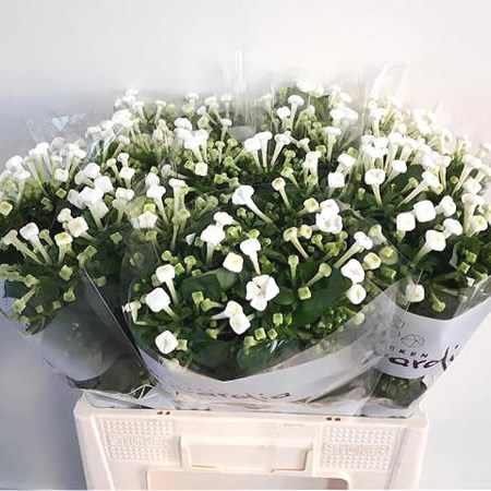 Bouvardia White Sensation