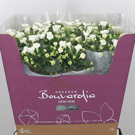 Bouvardia White Sensation