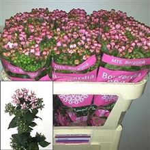 Bouvardia dbl. Diamond Dark pink