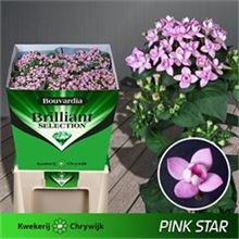 Bouvardia dbl. Diamond Pink Star