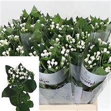 Bouvardia dbl. Diamond Sparkles