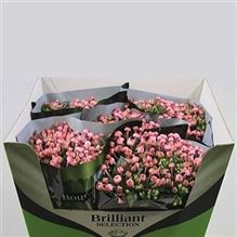 Bouvardia dbl. Rosetta