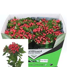Bouvardia sgl. Royal Fire Red