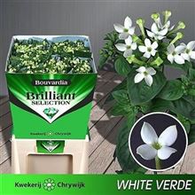 Bouvardia sgl. Royal White Verde