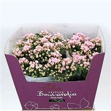 Bouvardia sgl. Sweet Roza