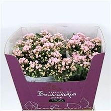 Bouvardia sgl. Sweet Roza