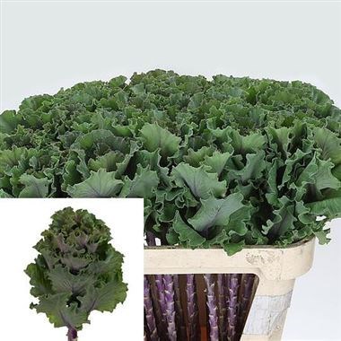 Brassica Bogdana