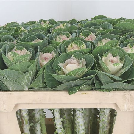 Brassica Empire Anna
