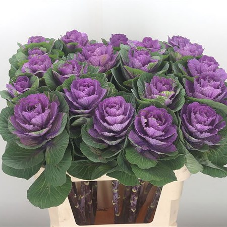Brassica Pink Crane