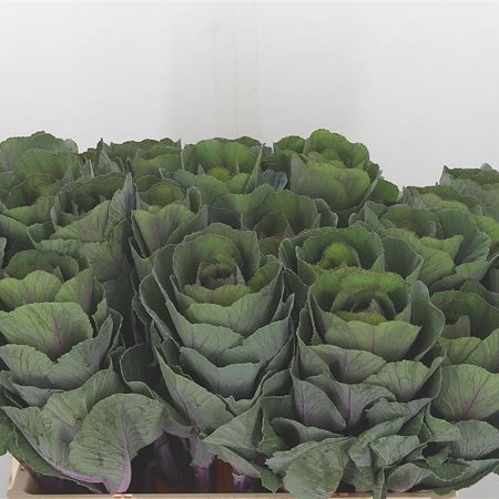 Brassica Red Crane