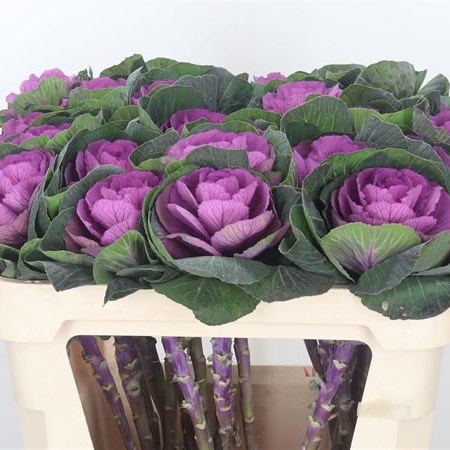 Brassica Red Crane