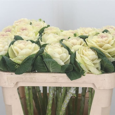 Brassica White Crane