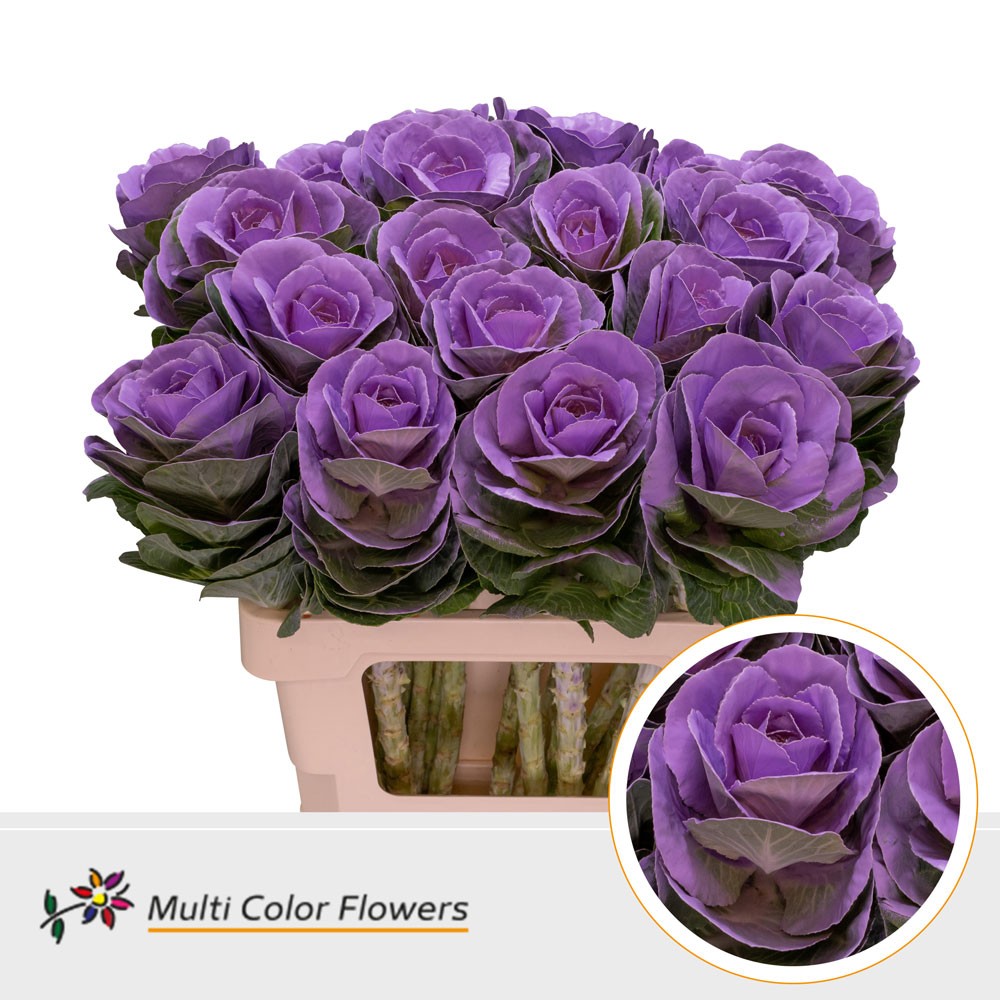 Brassica dyed Lilac