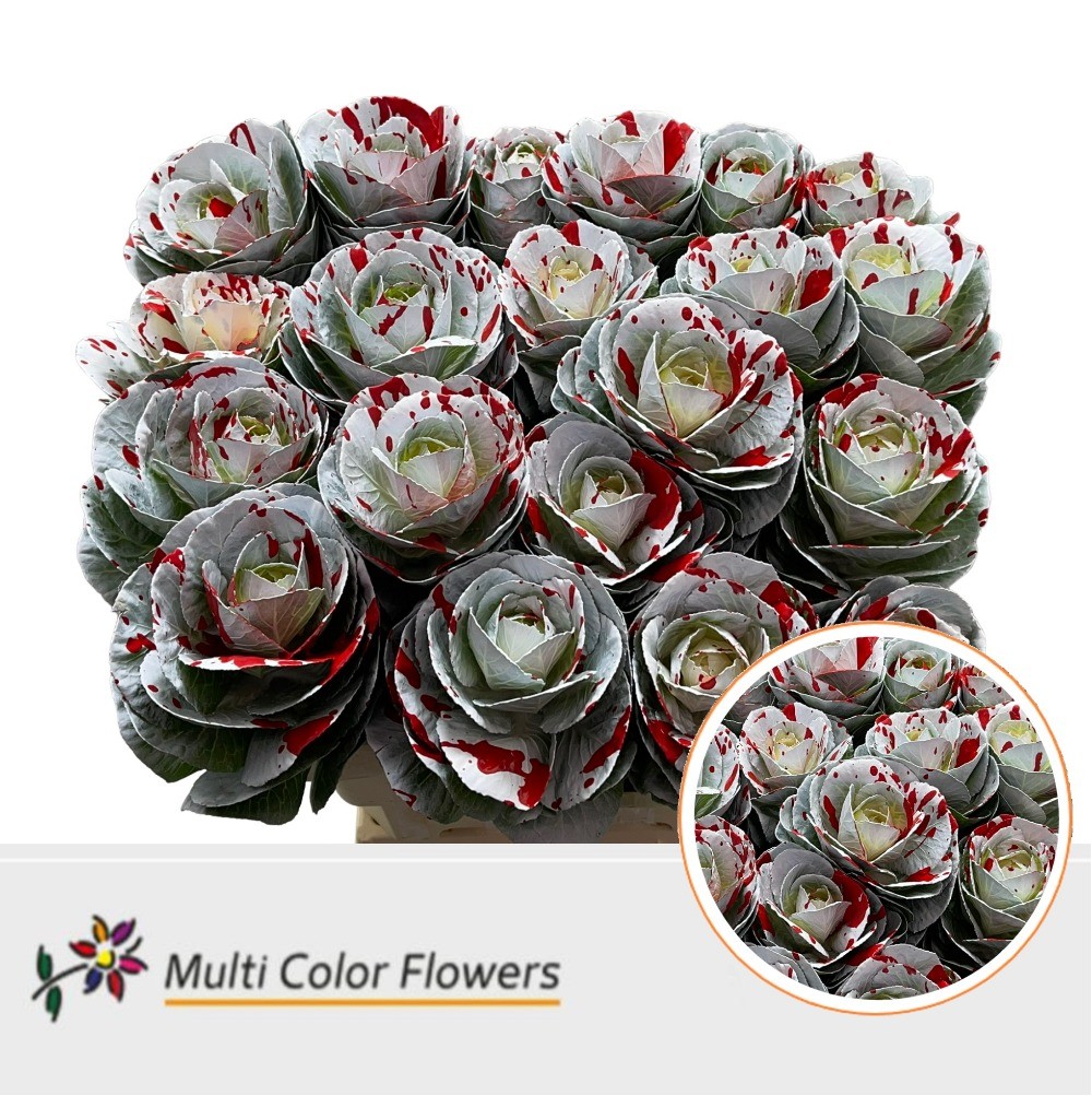 Brassica dyed White Splash Red