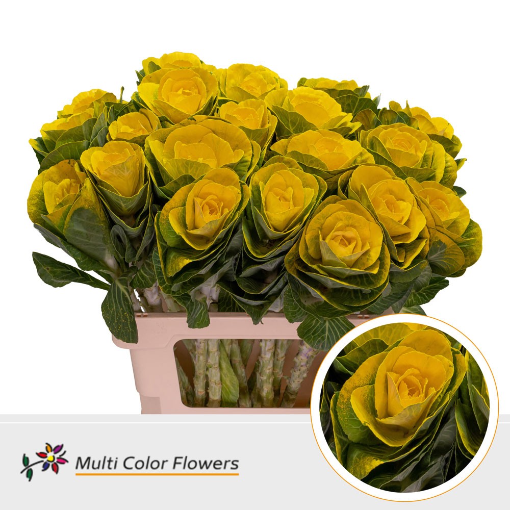 Brassica dyed Yellow