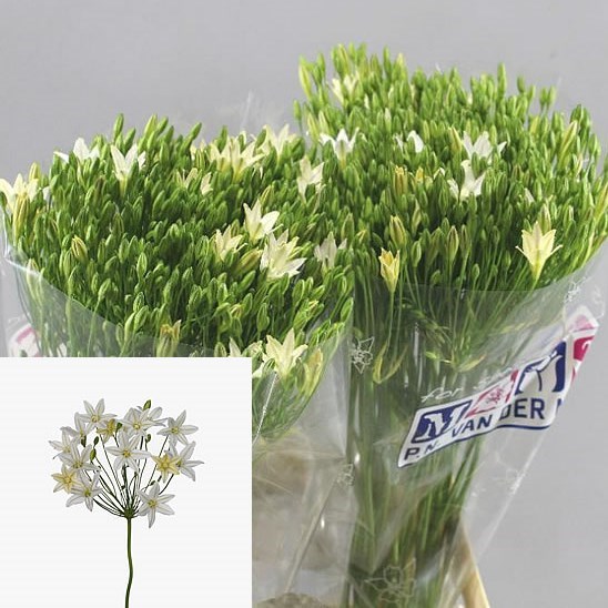 Brodea Silver Queen White