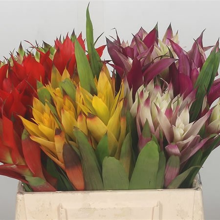 Bromelia Mix