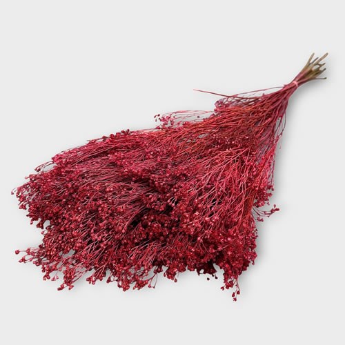 Broom Dyed Pink (Dried)