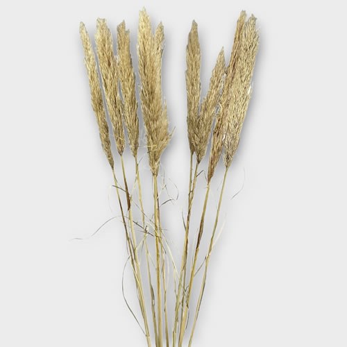 Pampas Grass Budget (Dried)