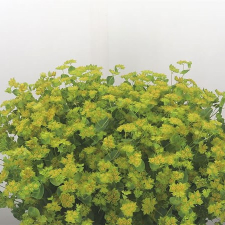 Bupleurum Griffithii