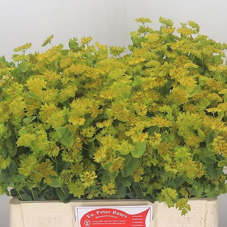 Bupleurum Griffithii
