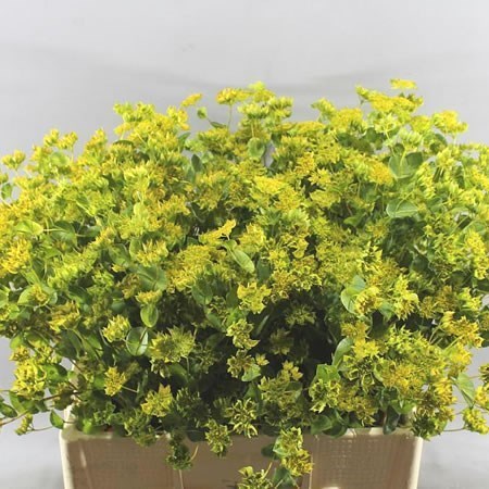 Bupleurum Griffithii