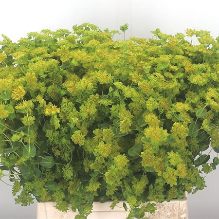 Bupleurum Griffithii