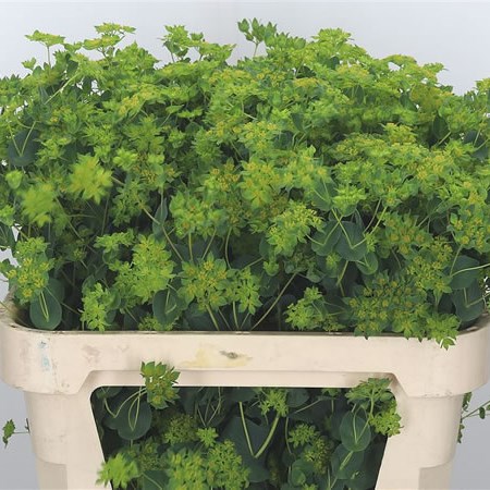 Bupleurum Griffithii
