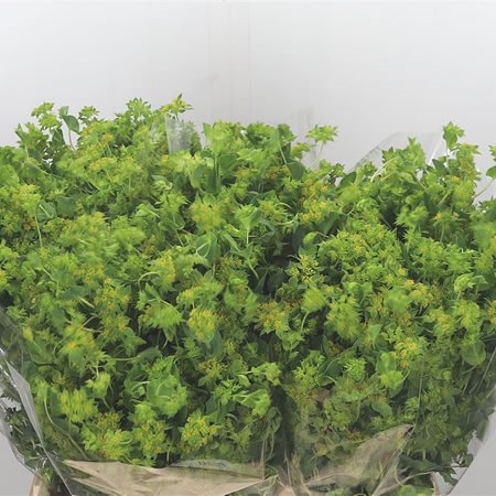 Bupleurum Griffithii