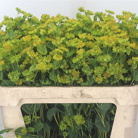 Bupleurum Griffithii (Extra)