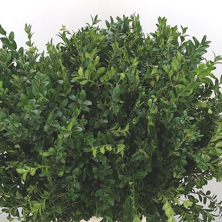 Buxus