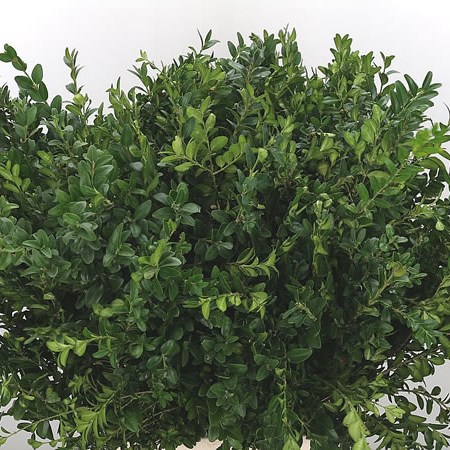 Buxus
