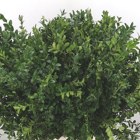 Buxus (France)