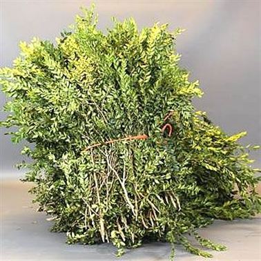 Buxus (Cut in a 5Kg Bag)