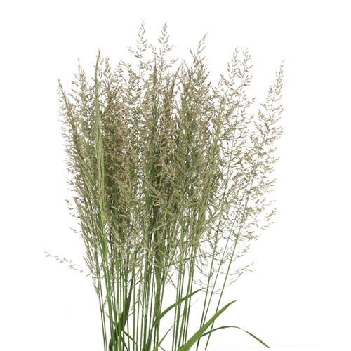 CALAMAGROSTIS BRACHYTRICHA