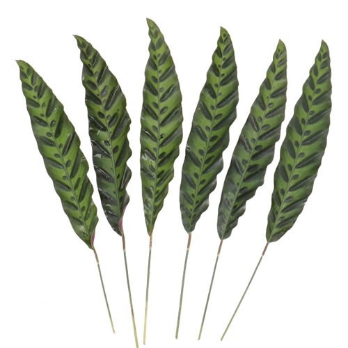 CALATHEA INSIGNES