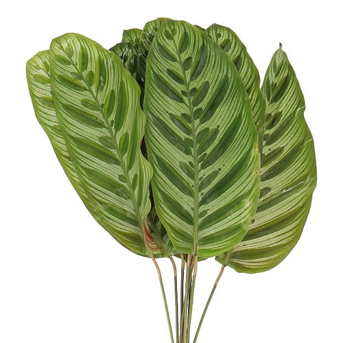 CALATHEA MAKAYONA