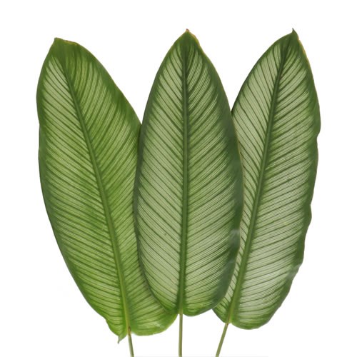 CALATHEA WHITE STAR