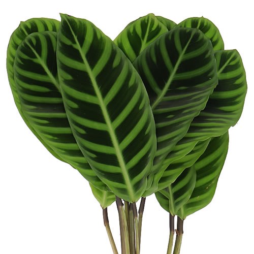 CALATHEA ZEBRINA
