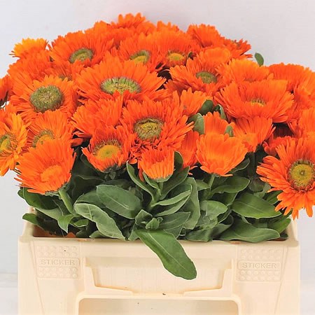 CALENDULA ORANGE