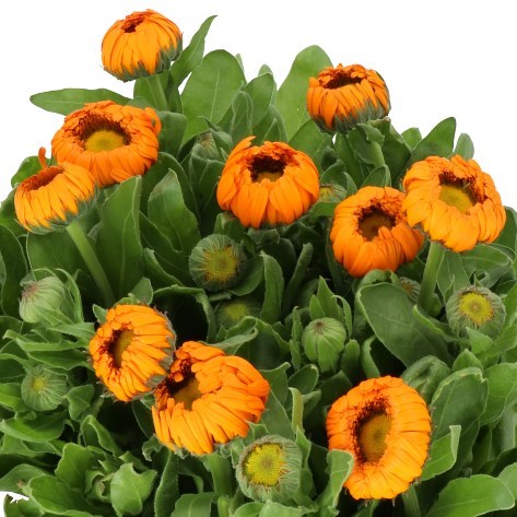 CALENDULA ORANGE