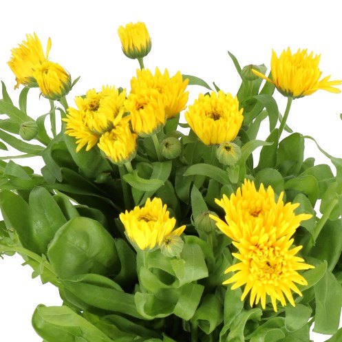 CALENDULA YELLOW SPIDER